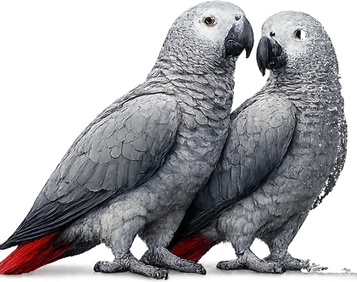 A pair of African grey parrots
