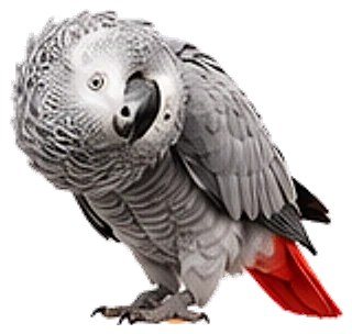 An African grey parrot, head tilted, looking curious