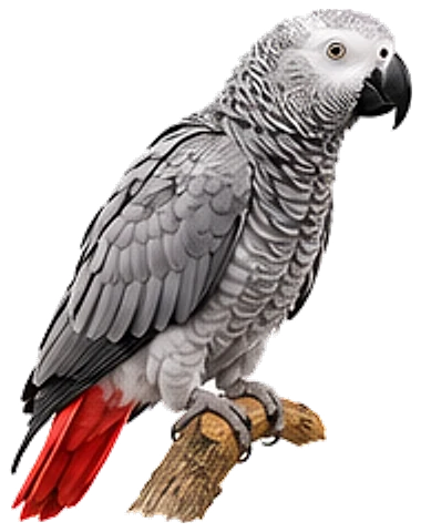 An African grey parrot, perched