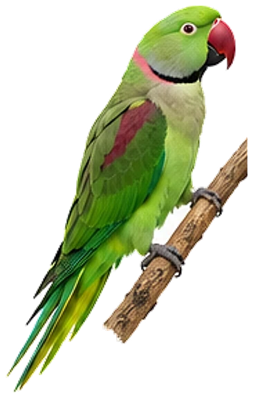 An Alexandrine parakeet, perched