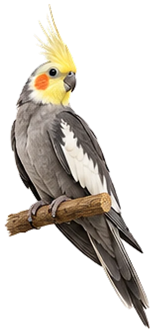 A cockatiel, crest up on a perch