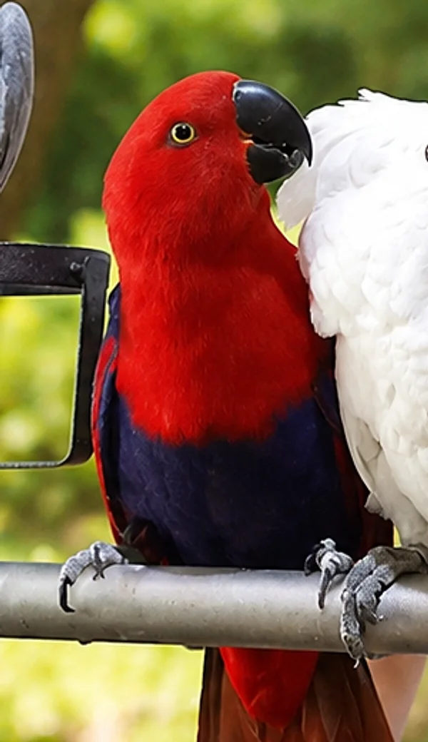 A red and violet female eclectus parrot