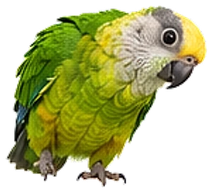 A gold-capped conure, crouched and curious