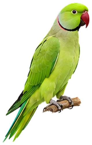 An Indian ringneck parakeet, perched