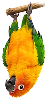 A jenday conure, hanging upside down from a perch