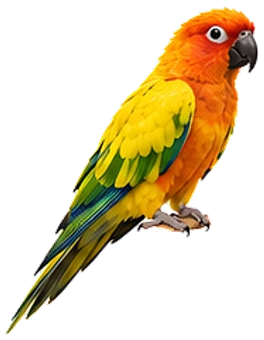 A jenday conure, perched