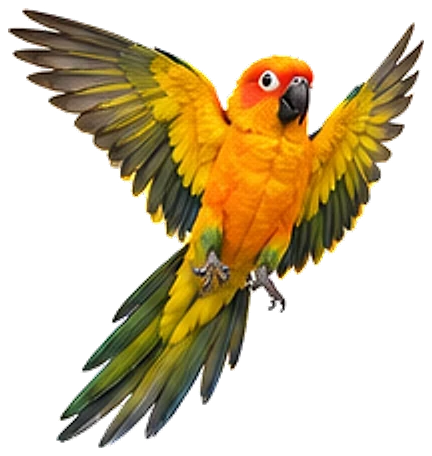 A sun conure, wings spread wide